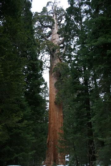 20-Sequoia 0022.JPG